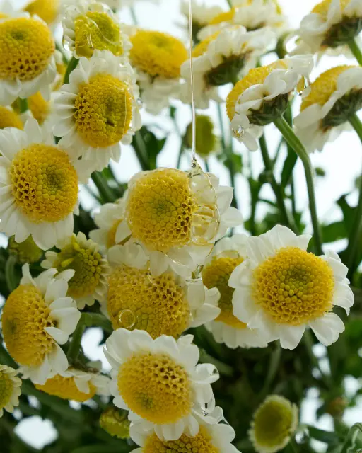 波瓶香霧｜夕陽午茶 #06【花香木質調】